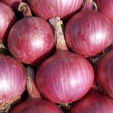Onion - Image 4
